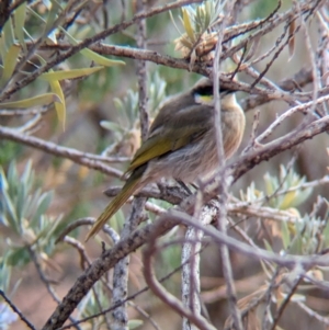 Gavicalis virescens (Singing Honeyeater) at Port Augusta West, SA by Darcy