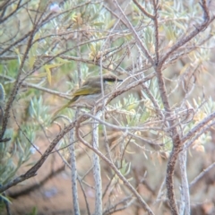 Gavicalis virescens at Port Augusta West, SA - 8 May 2024 08:34 AM