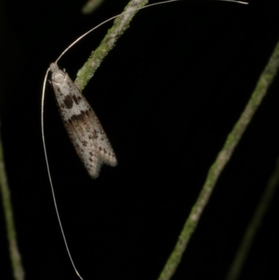 Ceromitia iolampra (A Fairy moth) at WendyM's farm at Freshwater Ck. - 21 May 2024 by WendyEM