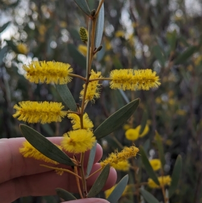 Acacia kempeana (Wanderrie Wattle, Witchetty Bush) at Port Augusta West, SA - 7 May 2024 by Darcy