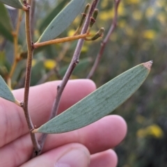 Acacia kempeana at Port Augusta West, SA - 8 May 2024 08:40 AM