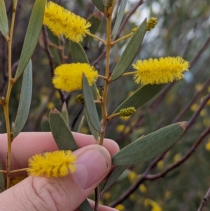 Acacia kempeana at Port Augusta West, SA - 8 May 2024