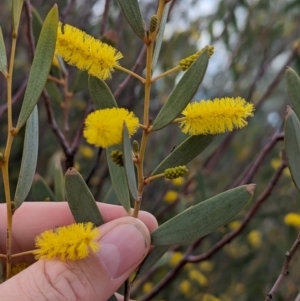 Acacia kempeana at Port Augusta West, SA - 8 May 2024