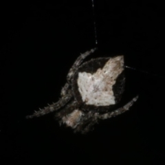 Unidentified Orb-weaving spider (several families) at Freshwater Creek, VIC - 21 May 2024 by WendyEM