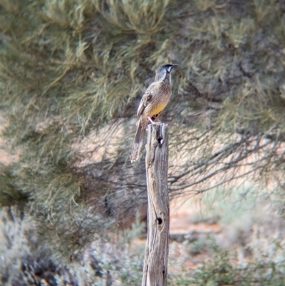 Anthochaera carunculata (Red Wattlebird) at Port Augusta West, SA - 8 May 2024 by Darcy