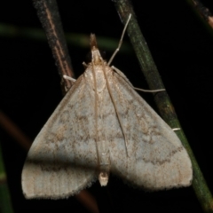 Metasia dicealis (Metasia dicealis) at WendyM's farm at Freshwater Ck. - 26 May 2024 by WendyEM