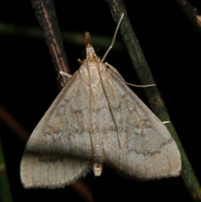 Metasia dicealis (Metasia dicealis) at Freshwater Creek, VIC - 26 May 2024 by WendyEM