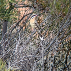 Acanthagenys rufogularis (Spiny-cheeked Honeyeater) at Port Augusta West, SA by Darcy