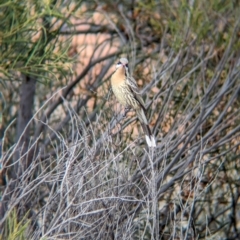 Acanthagenys rufogularis at Port Augusta West, SA - 8 May 2024