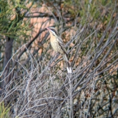 Acanthagenys rufogularis at Port Augusta West, SA - 8 May 2024