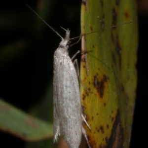 Phryganeutis cinerea (Chezala Group moth) at WendyM's farm at Freshwater Ck. by WendyEM