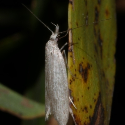 Phryganeutis cinerea (Chezala Group moth) at WendyM's farm at Freshwater Ck. - 29 May 2024 by WendyEM