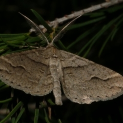 Syneora fractata (Ennominae) at Freshwater Creek, VIC - 29 May 2024 by WendyEM