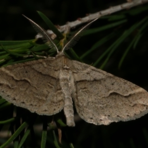 Syneora fractata at WendyM's farm at Freshwater Ck. - 29 May 2024 09:38 PM