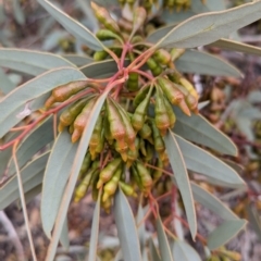 Eucalyptus pimpiniana (Pimpin Mallee) at Port Augusta West, SA - 7 May 2024 by Darcy