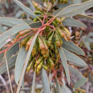 Eucalyptus pimpiniana at Port Augusta West, SA - 8 May 2024 09:11 AM