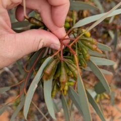 Eucalyptus pimpiniana at Port Augusta West, SA - 8 May 2024 09:11 AM