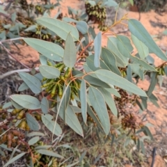 Eucalyptus pimpiniana at Port Augusta West, SA - 8 May 2024 09:11 AM