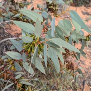 Eucalyptus pimpiniana at Port Augusta West, SA - 8 May 2024 09:11 AM