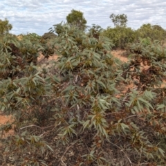 Eucalyptus pimpiniana at Port Augusta West, SA - 8 May 2024 09:11 AM