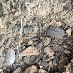 Porcellio scaber (Common slater) at Bungendore, NSW - 1 Jun 2024 by clarehoneydove