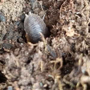 Porcellio scaber at QPRC LGA - 1 Jun 2024