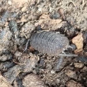 Porcellio scaber at QPRC LGA - 1 Jun 2024