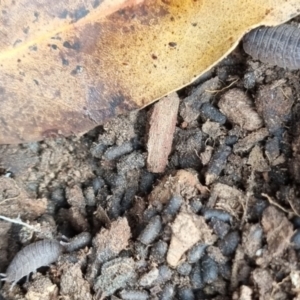 Porcellio scaber at QPRC LGA - 1 Jun 2024