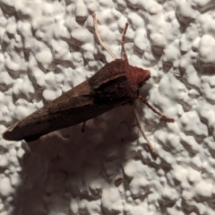 Unidentified Moth (Lepidoptera) at Watson, ACT - 1 Jun 2024 by AniseStar