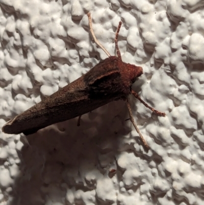 Unidentified Moth (Lepidoptera) at Watson, ACT - 1 Jun 2024 by AniseStar