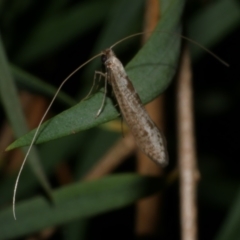 Ceromitia (genus) (A Fairy moth) at WendyM's farm at Freshwater Ck. - 29 May 2024 by WendyEM
