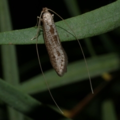 Ceromitia (genus) at WendyM's farm at Freshwater Ck. - 29 May 2024