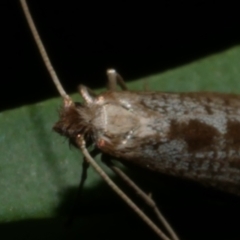 Ceromitia (genus) at WendyM's farm at Freshwater Ck. - 29 May 2024