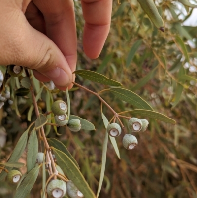 Eucalyptus gongylocarpa (Marble Gum, Baarla) at Port Augusta West, SA - 8 May 2024 by Darcy