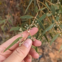 Eucalyptus gongylocarpa at Port Augusta West, SA - 8 May 2024