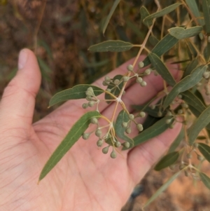 Eucalyptus gongylocarpa at Port Augusta West, SA - 8 May 2024 09:13 AM