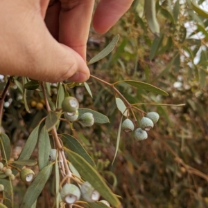 Eucalyptus gongylocarpa at Port Augusta West, SA - 8 May 2024 09:13 AM