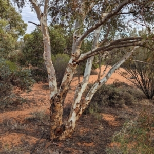 Eucalyptus gongylocarpa at Port Augusta West, SA - 8 May 2024 09:13 AM