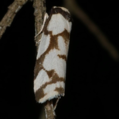 Chiriphe dichotoma (Reticulated Footman) at Freshwater Creek, VIC - 29 May 2024 by WendyEM