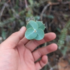 Eucalyptus kruseana at Port Augusta West, SA - 8 May 2024