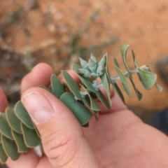 Eucalyptus kruseana at Port Augusta West, SA - 8 May 2024