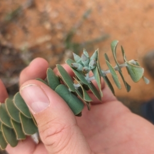 Eucalyptus kruseana at Port Augusta West, SA - 8 May 2024