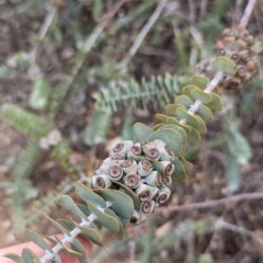 Eucalyptus kruseana at Port Augusta West, SA - 8 May 2024