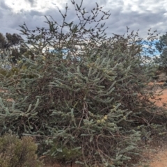 Eucalyptus kruseana at Port Augusta West, SA - 8 May 2024