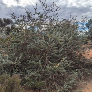 Eucalyptus kruseana at Port Augusta West, SA - 8 May 2024