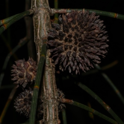 Unidentified Unidentified Insect Gall at Freshwater Creek, VIC - 29 May 2024 by WendyEM