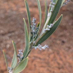 Acacia toonduyla at Port Augusta West, SA - 7 May 2024 by Darcy