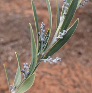 Acacia toonduyla at Port Augusta West, SA - suppressed