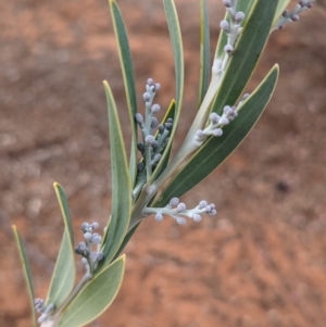 Acacia toonduyla at Port Augusta West, SA by Darcy