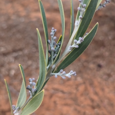 Acacia toonduyla at Port Augusta West, SA - 7 May 2024 by Darcy